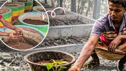কেঁচো সারে বদলে যাচ্ছে তারাগঞ্জের কৃষি