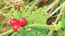 বুনো ভেষজ উদ্ভিদ আগমুখী