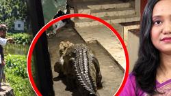 লোকালয়ে কুমির কীভাবে, খতিয়ে দেখছে বন বিভাগ