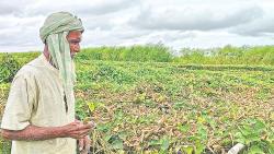 রাজশাহীতে পদ্মার পানিতে ফসলের ক্ষতি