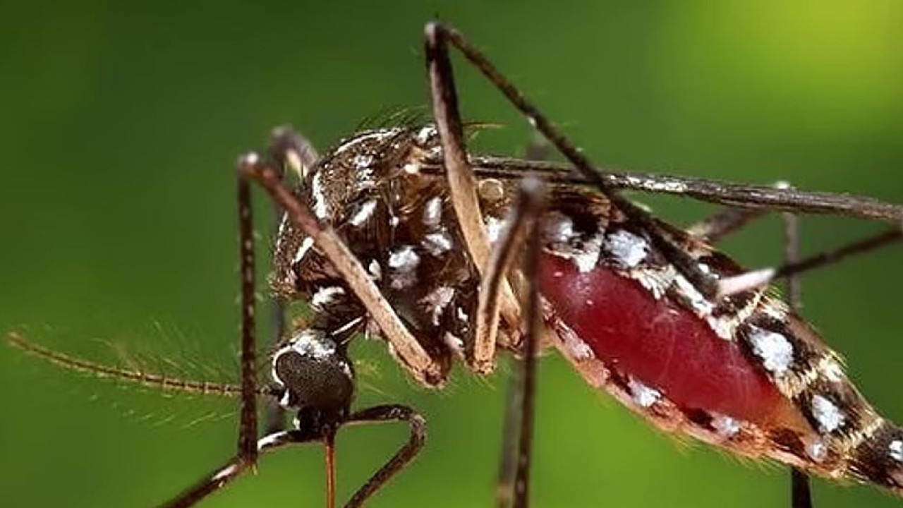ডেঙ্গুতে ২৪ ঘণ্টায় ৬ মৃত্যু, নতুন রোগী ১৫৯৩