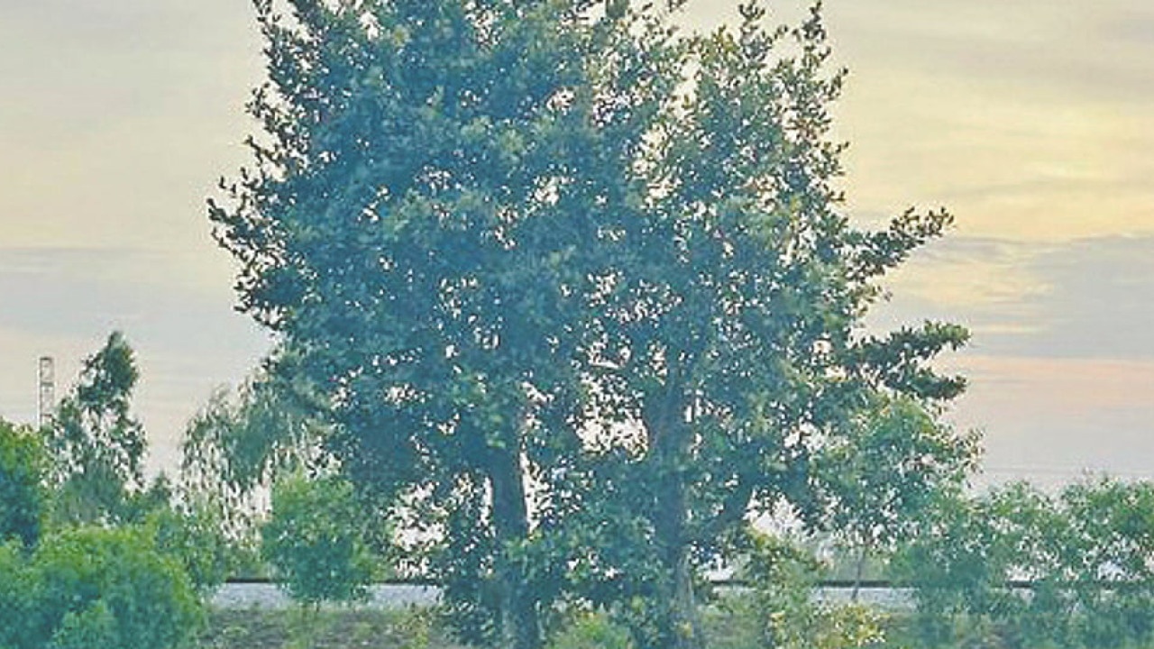 যে বনে একটিমাত্র গাছ