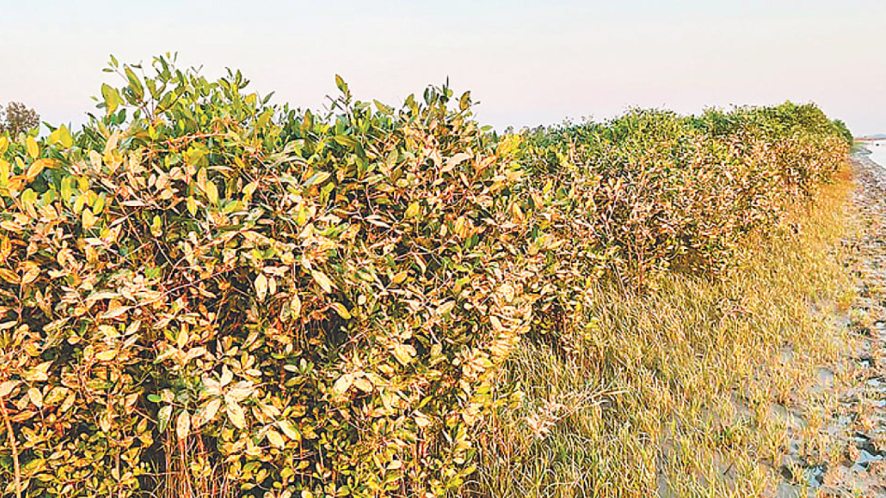 চকরিয়া সুন্দরবনে প্রাণ ফেরার আশা