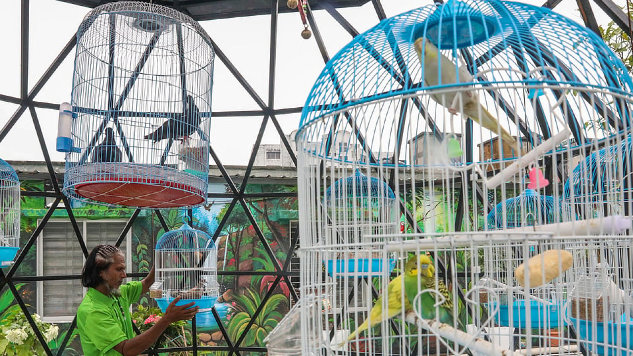 আকাশ নীড়ে পাখিদের ঠিকানা