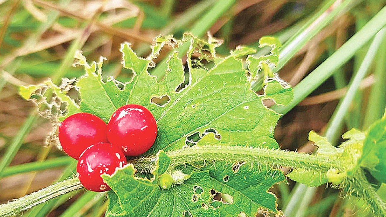 বুনো ভেষজ উদ্ভিদ আগমুখী