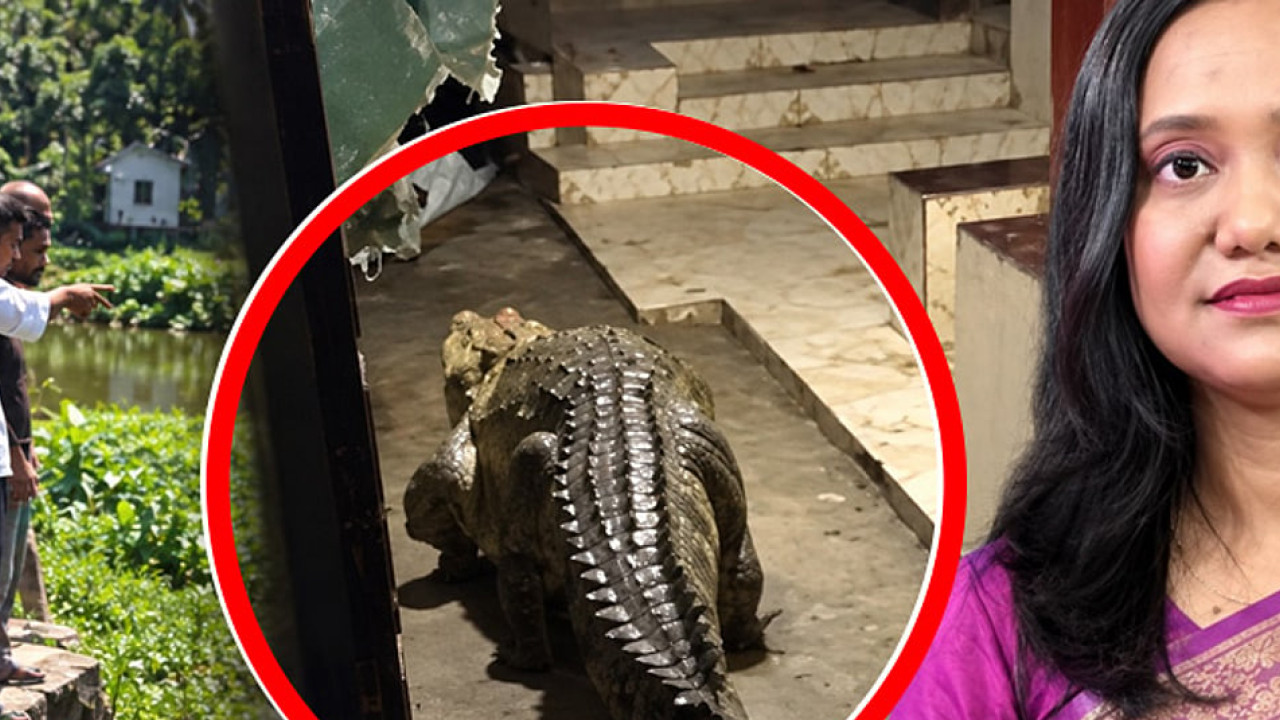 লোকালয়ে কুমির কীভাবে, খতিয়ে দেখছে বন বিভাগ