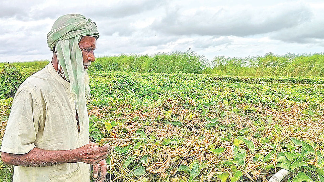 রাজশাহীতে পদ্মার পানিতে ফসলের ক্ষতি